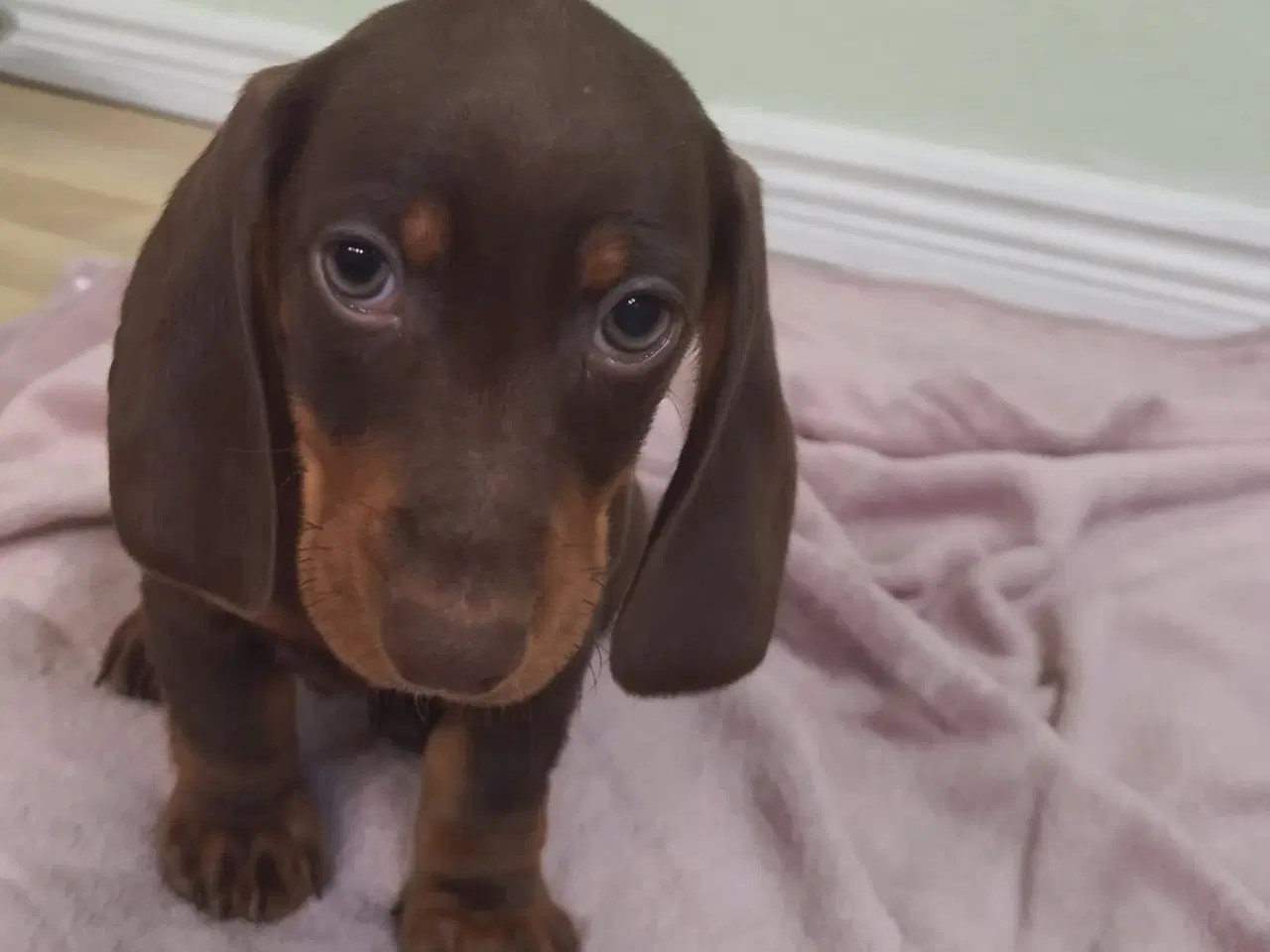 Billede 2 - korthåret dværg gravhunde hvalpe harlekin