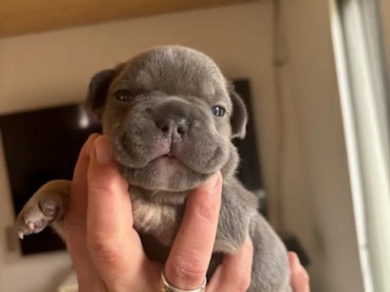 Billede 7 - Fransk Bulldog Hvalpe