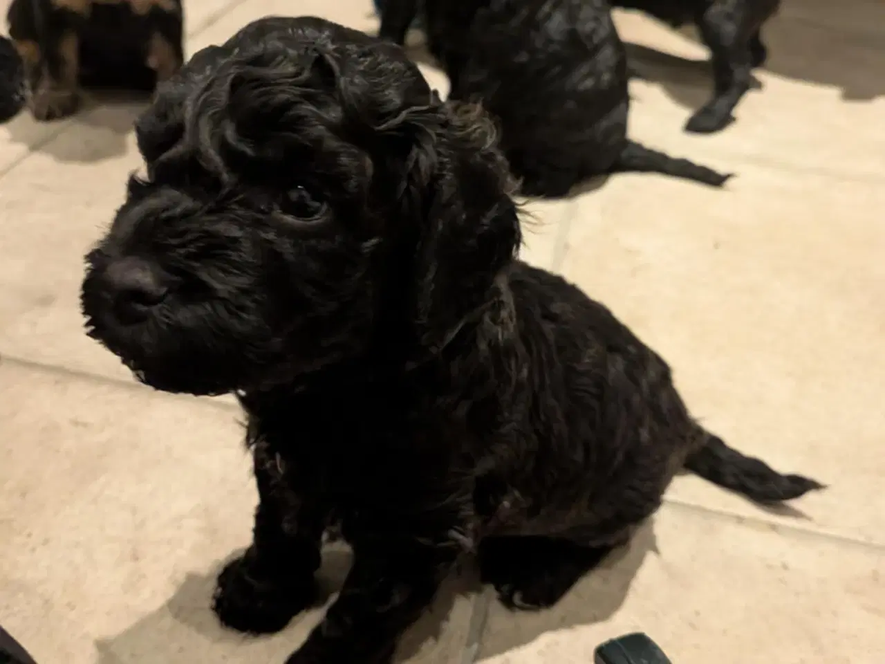 Billede 8 - Springer Doodle hvalpe