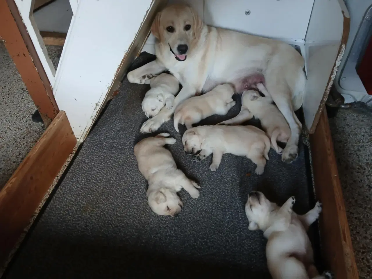 Billede 8 - Gule Labrador hvalpe