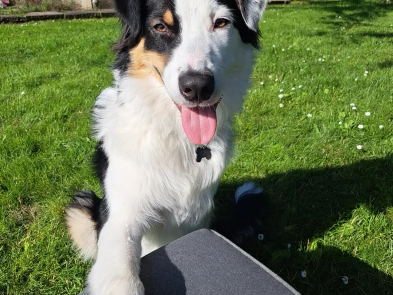 Billede 1 - Australian Shepherd sælges