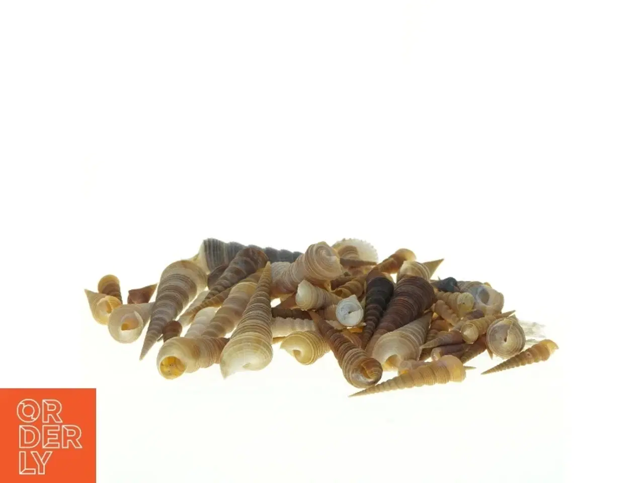 Billede 4 - Samling af eremit krebs strandskaller (str. 3,5 x 1 cm til 13 x, 3 cm)