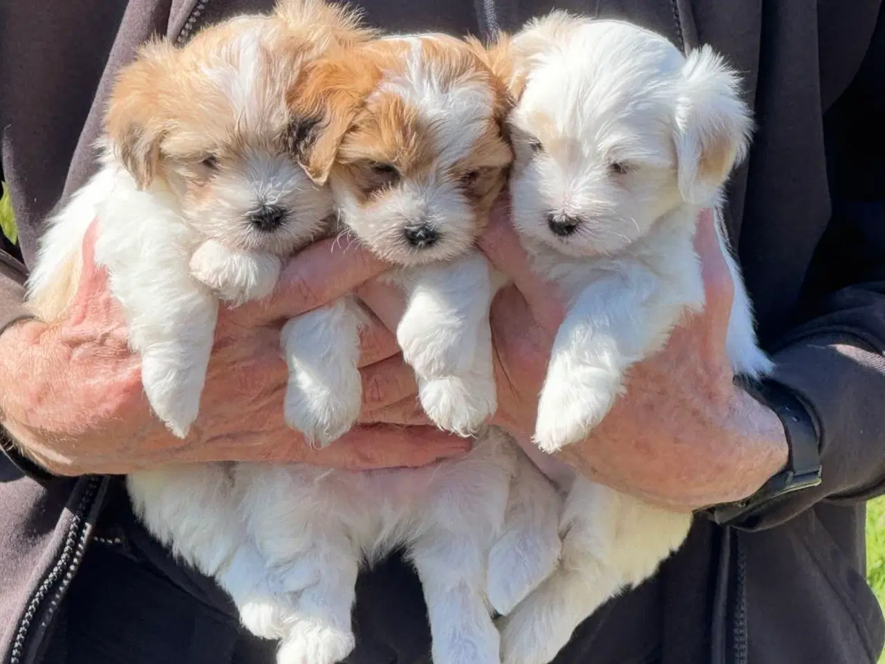 Billede 1 - Værtsfamilier søges