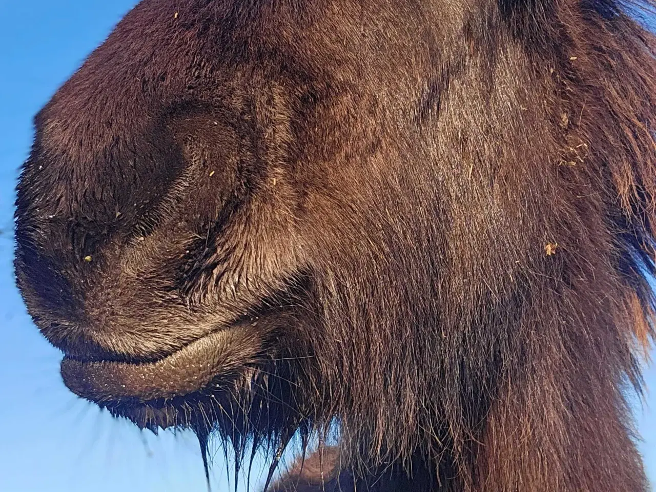 Billede 5 - Super lækkert hingsteføl💙