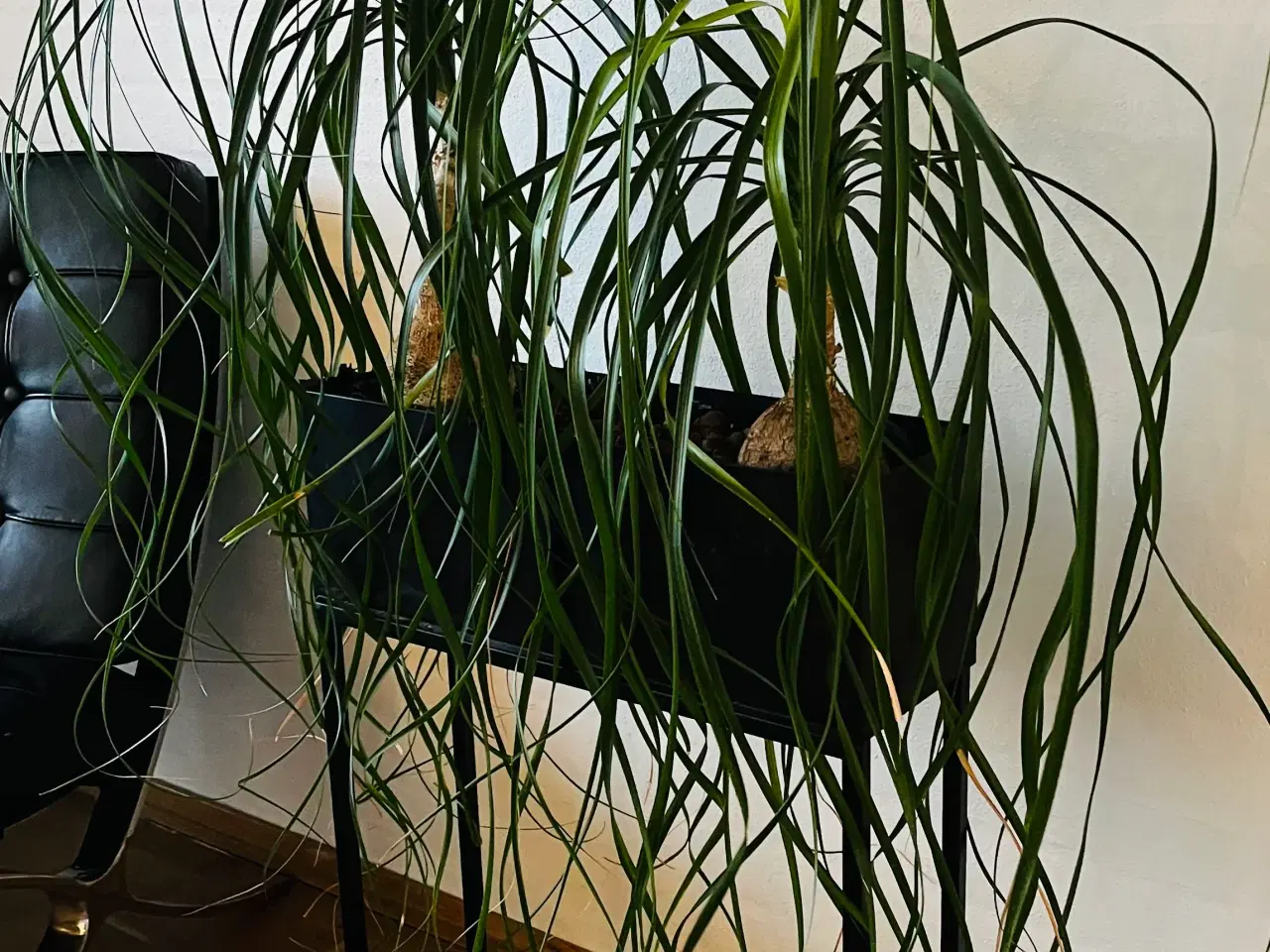 Billede 1 - Planteopsats/plantekasse