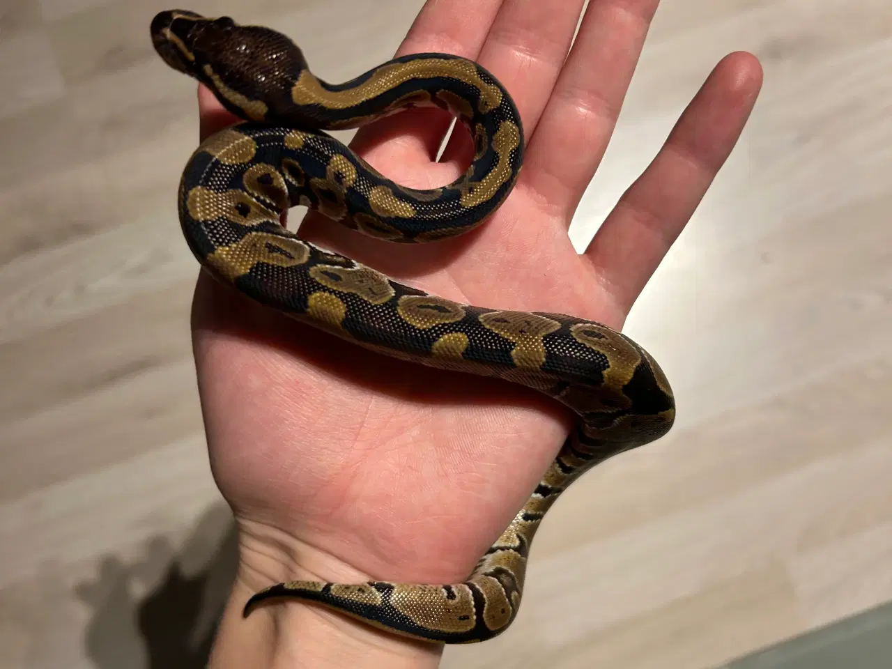 Billede 6 - Ball python 