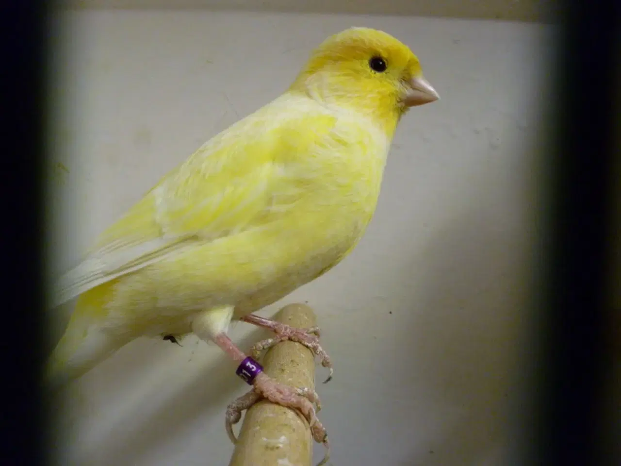 Billede 2 -  o.2 kanarie fugl