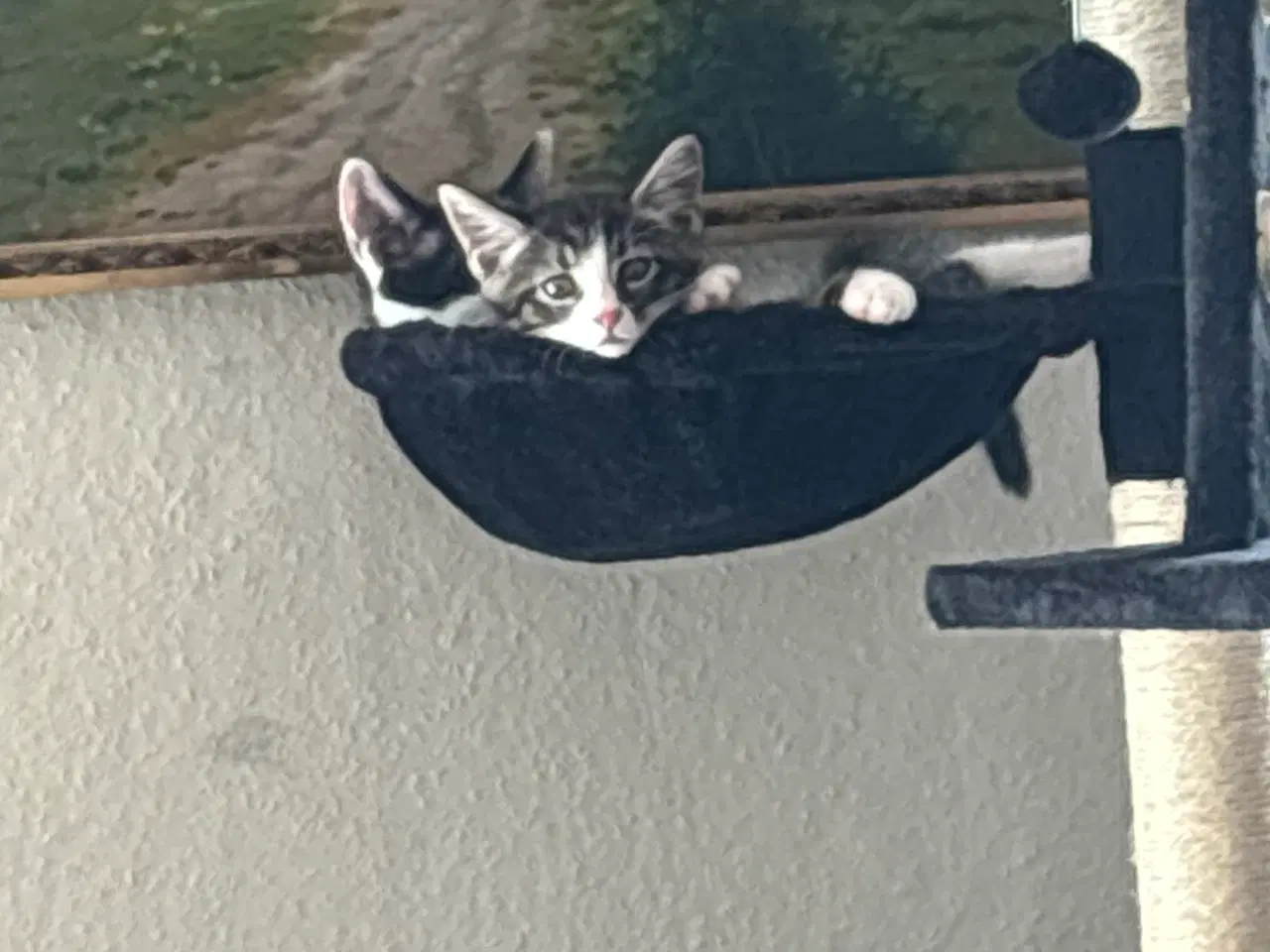 Billede 1 - Katte killing 