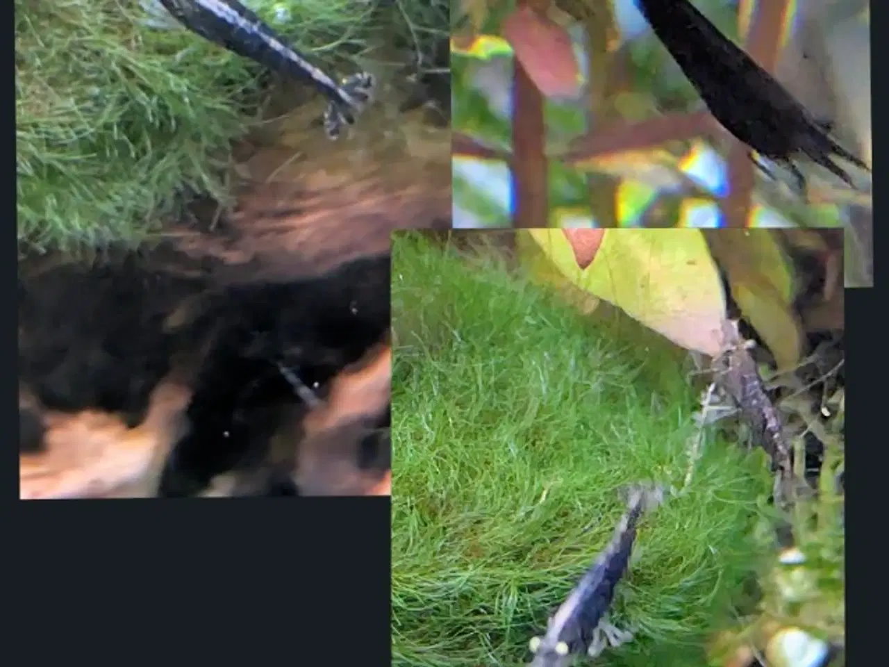 Billede 8 - Juwel akvarie 125L