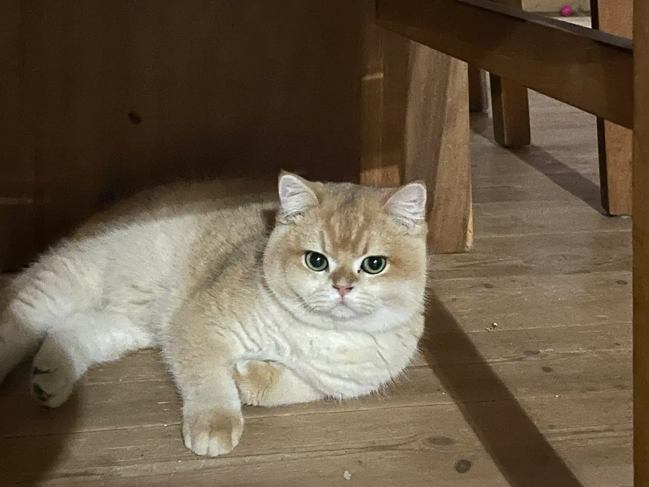 Billede 1 -  Golden shaded British shorthair