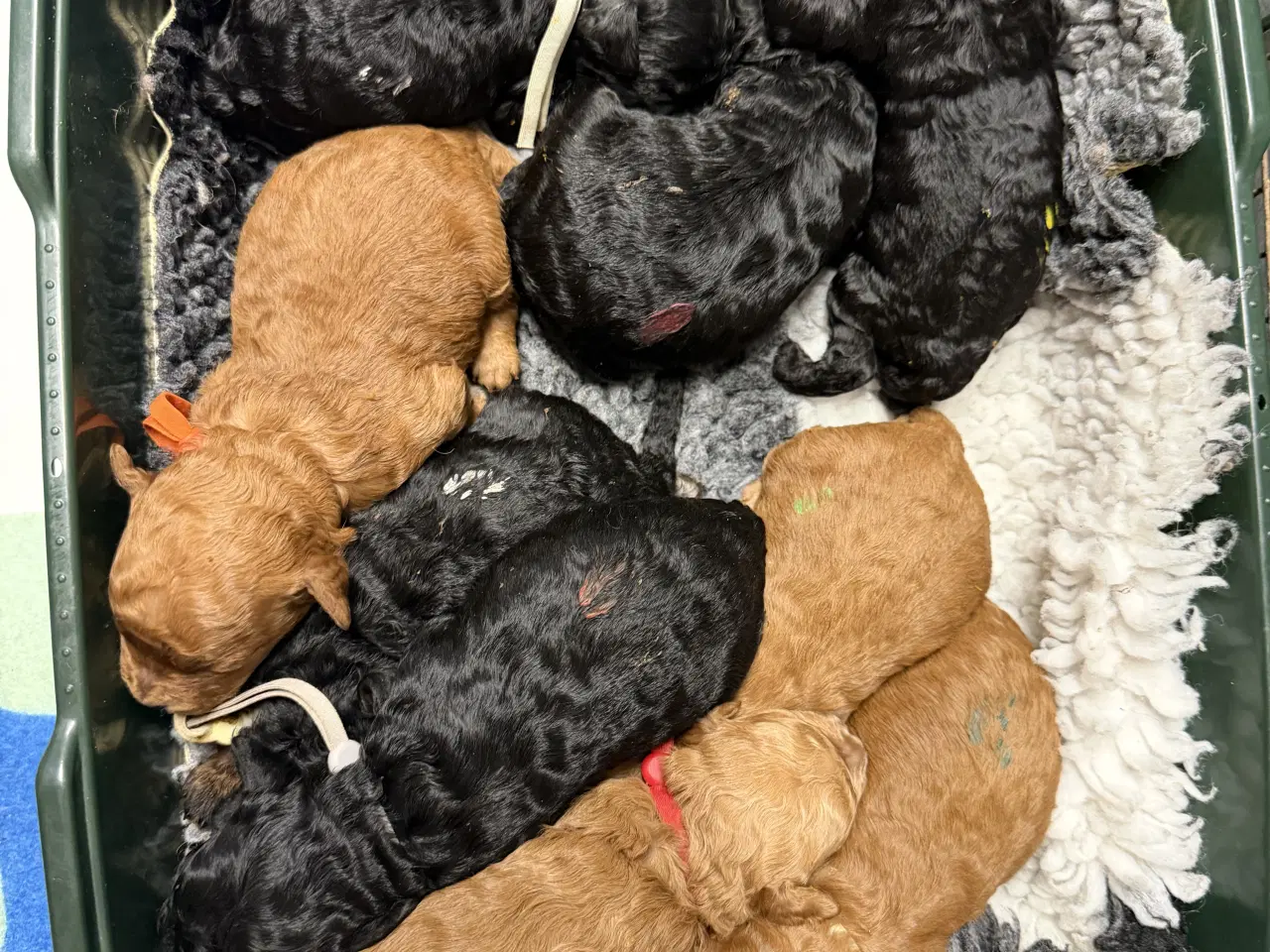 Billede 6 - Skønne Cavapoo F2b