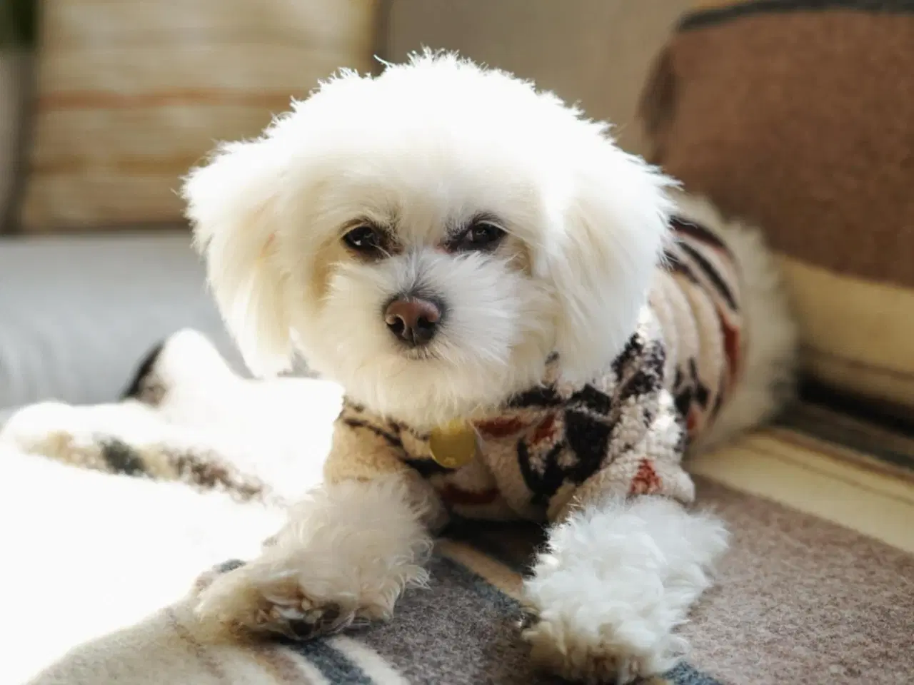 Billede 1 - Bichon Maltes hanhund til parring – Horsens 