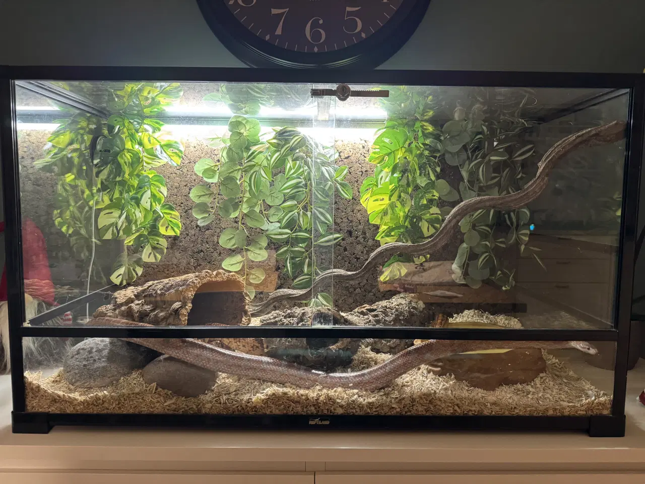 Billede 1 - Terrarie inkl indhold