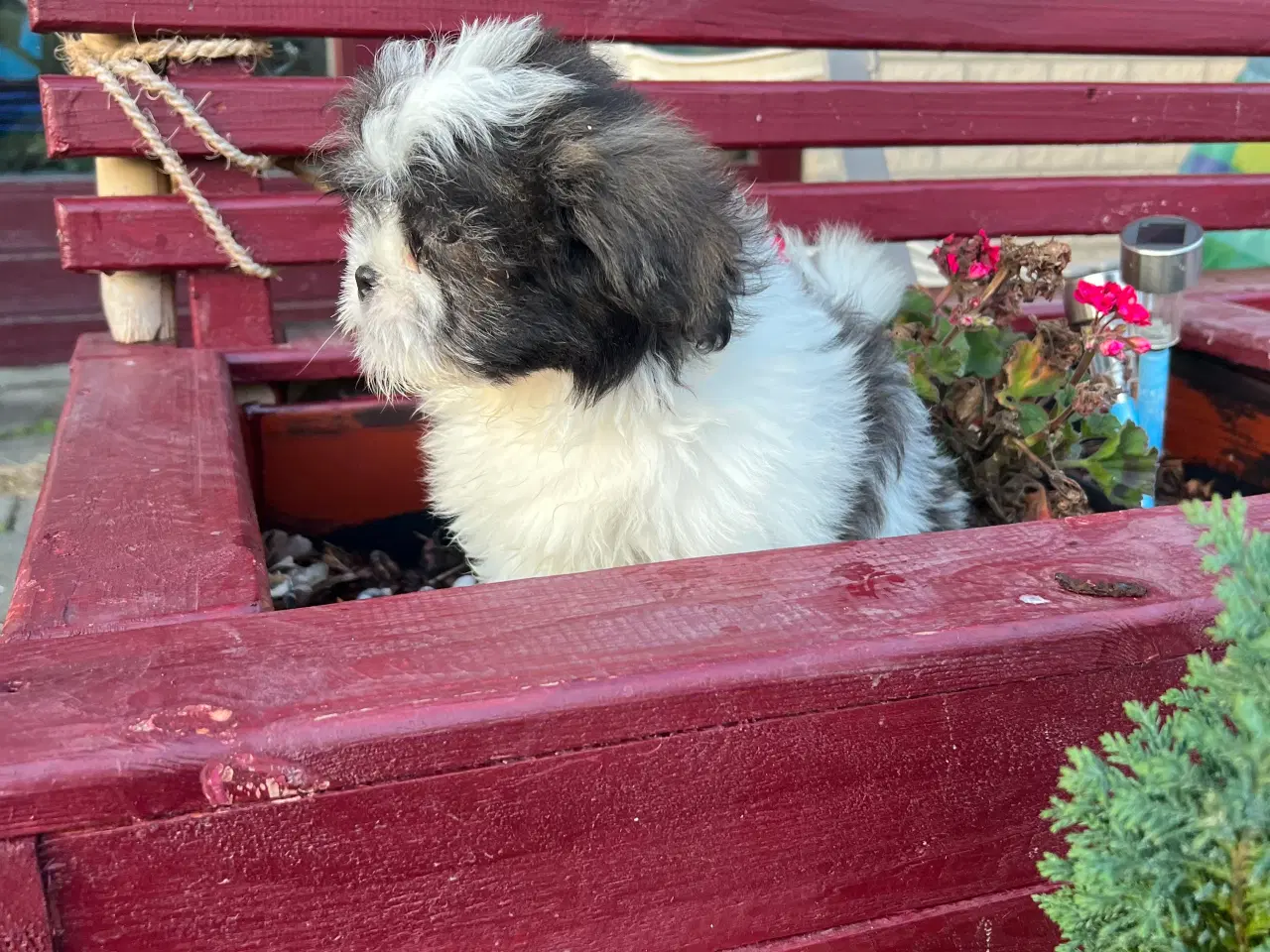 Billede 2 - Han hvalpe 11 uge