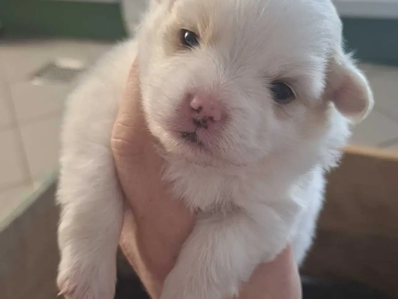 Billede 5 - Små pomeranian hvalpe 🐾