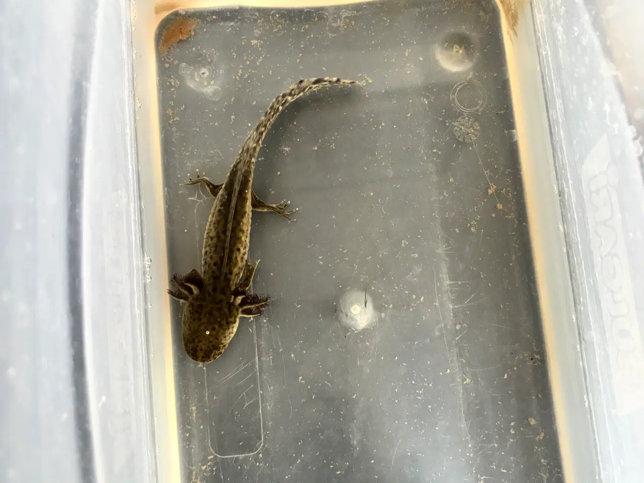 Billede 2 - Axolotler + pumpe og køler