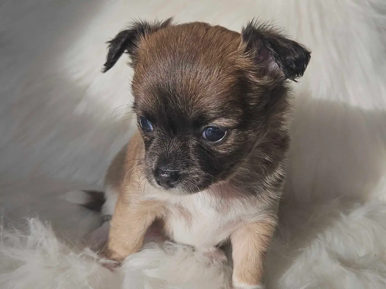 Billede 4 - Chihuahua hvalpe 