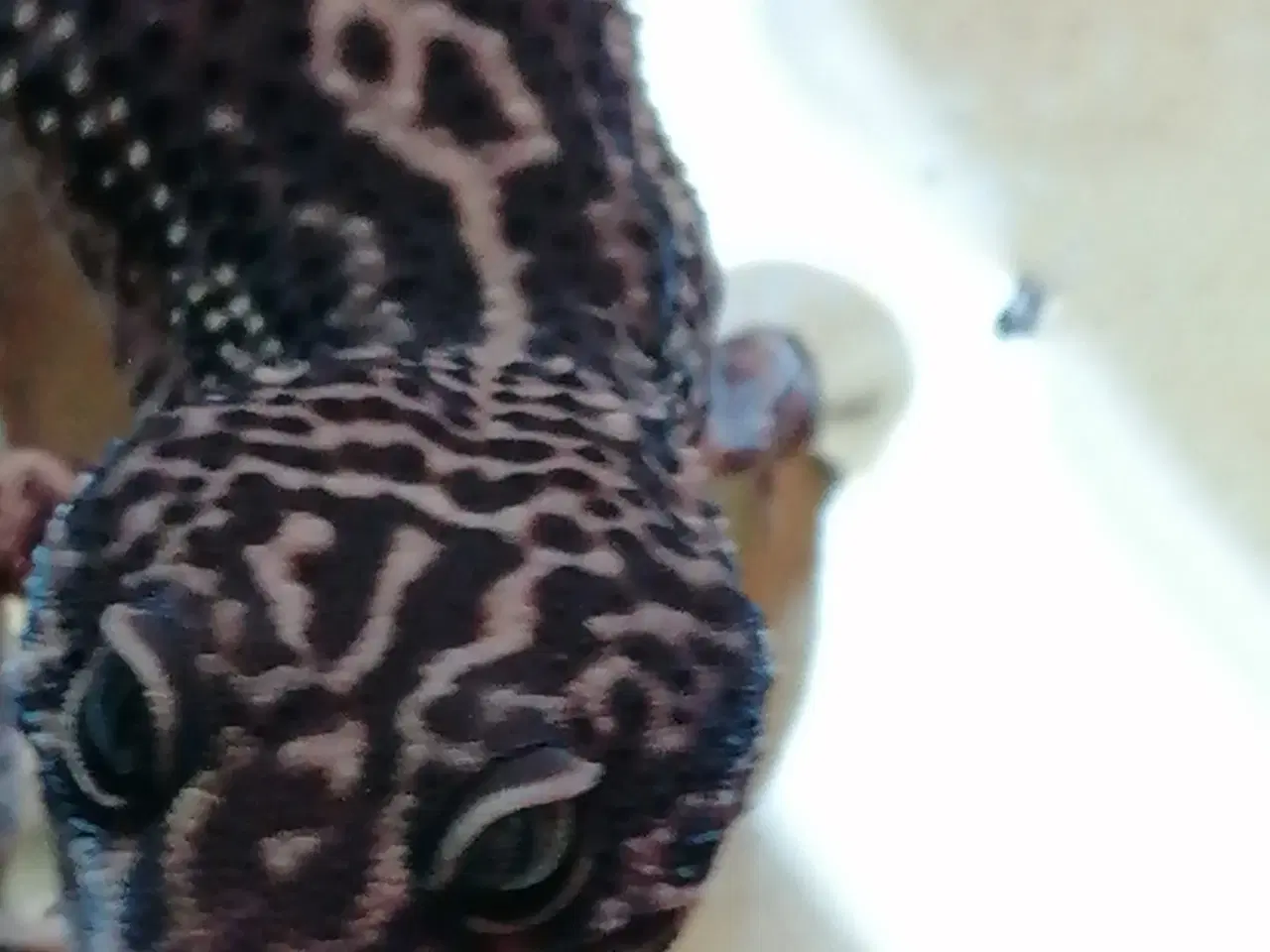 Billede 4 - Leopard gekkoer med terrarie
