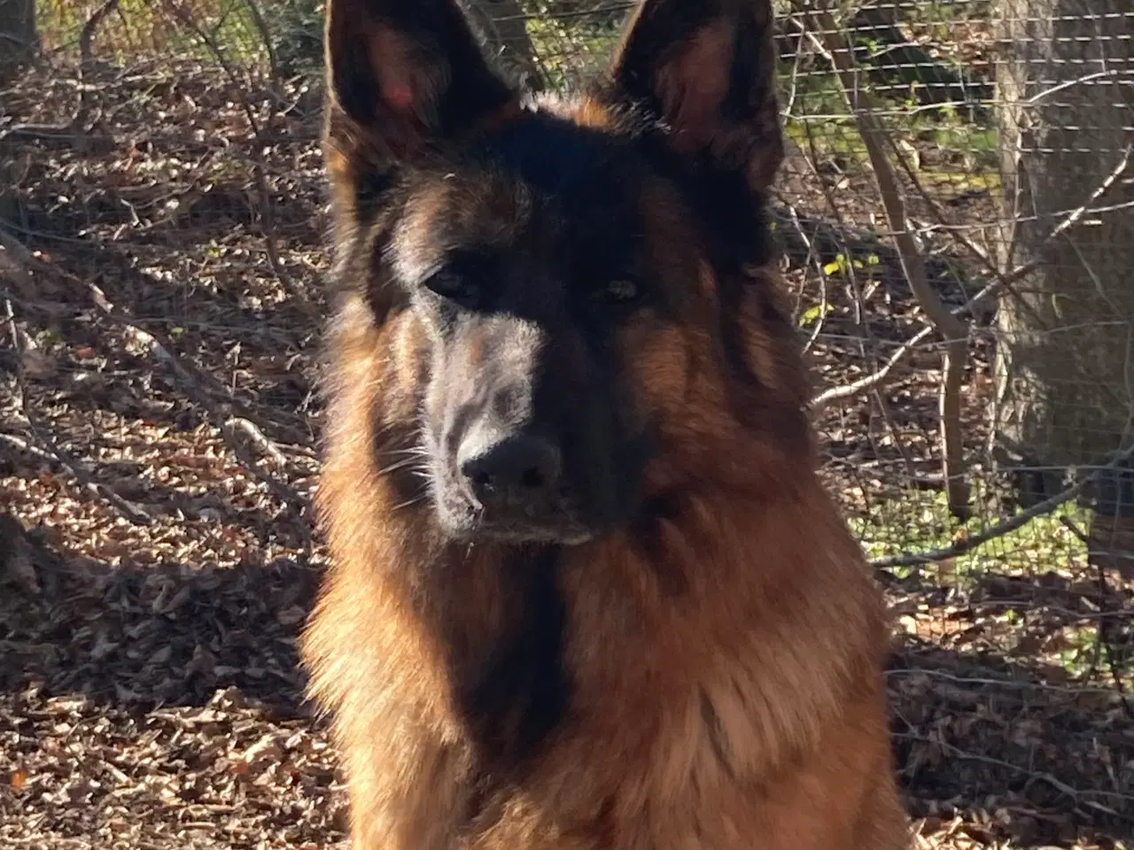 Billede 1 - Schæferhvalpe - 2 hanner tilbage