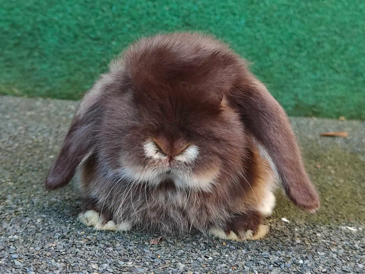 Billede 14 - Minilop