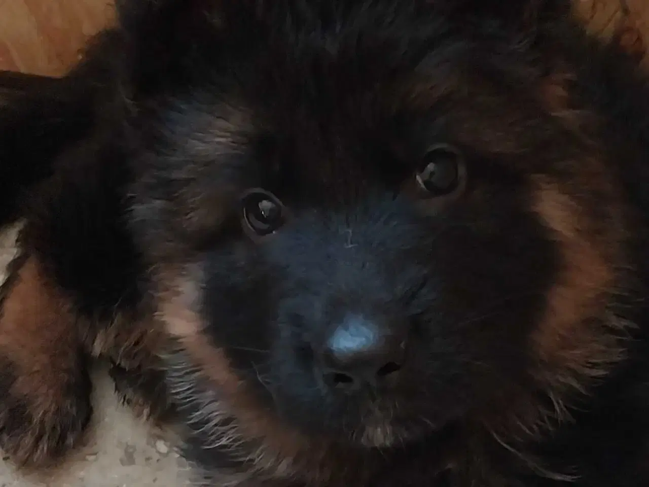 Billede 3 - Schæferhvalpe af bedste opdræt SV for Odense