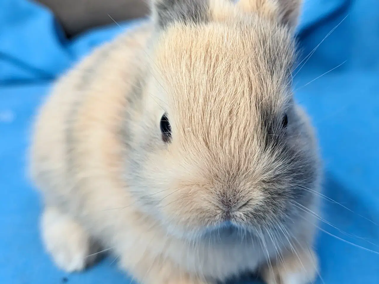 Billede 4 - Hermelin kaninunge sælges
