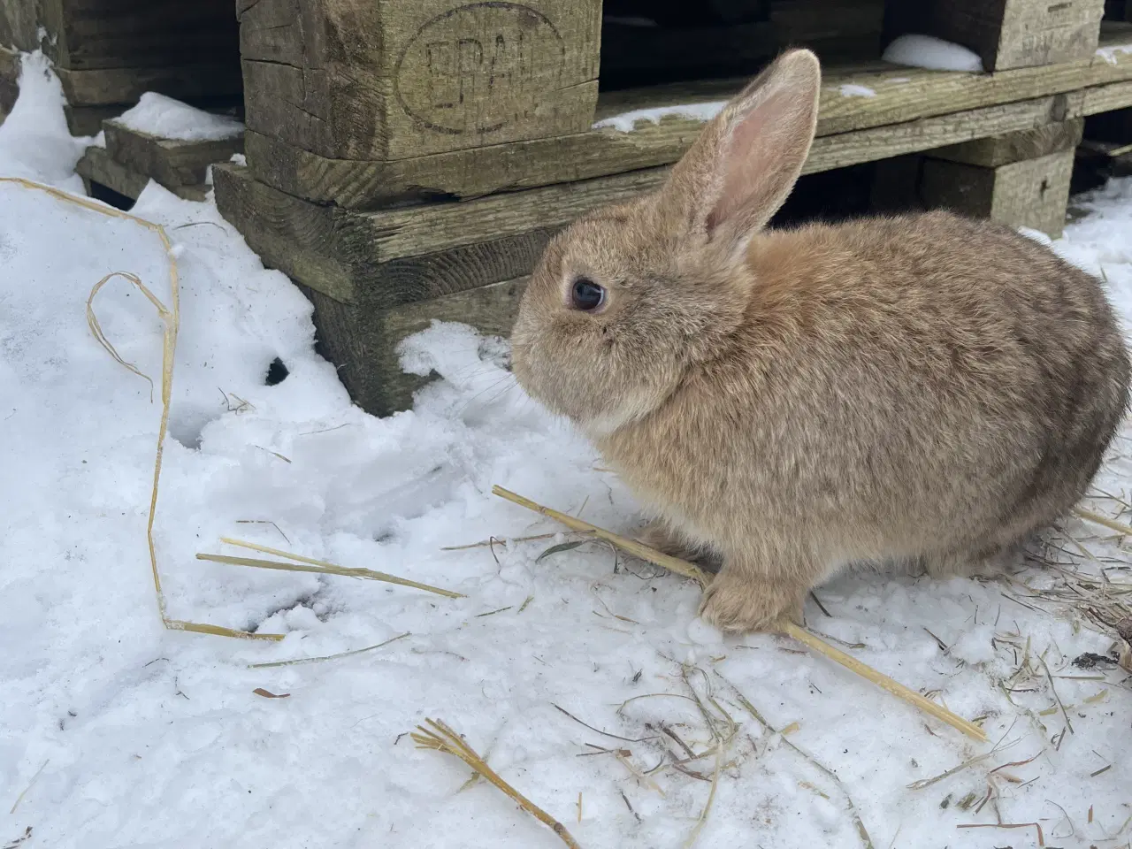 Billede 3 - Sød, tam, børnevant Minilop.