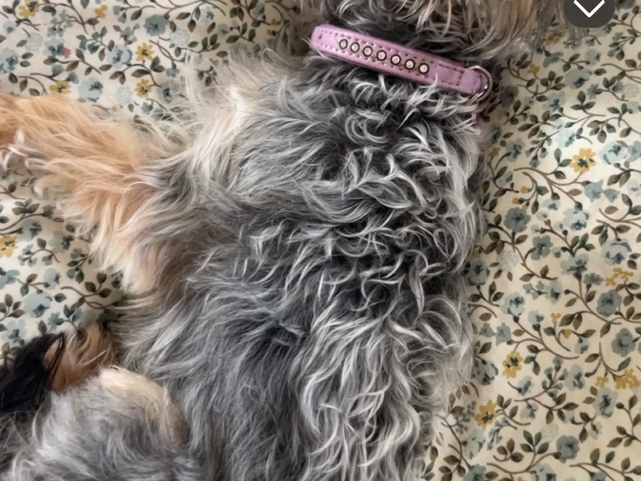 Billede 7 - Chihuahua/yorkshire terrier