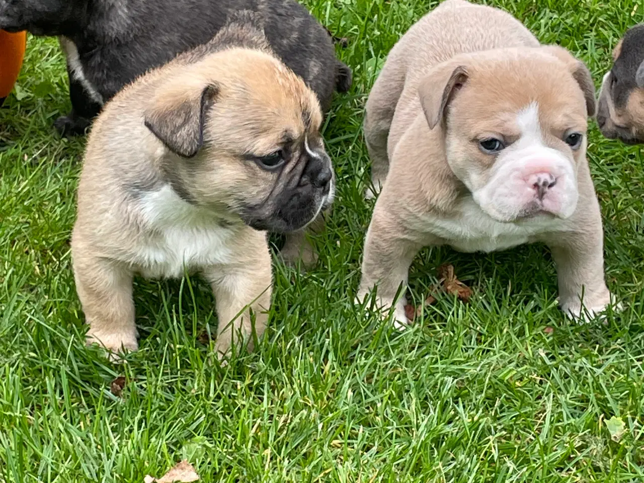 Billede 2 - New english bulldog