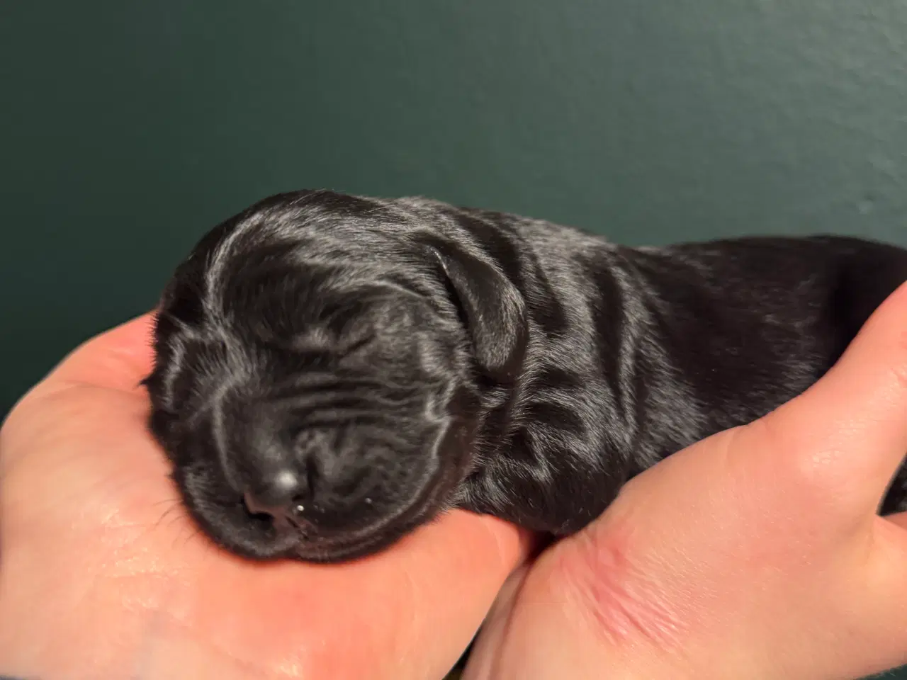 Billede 6 - Amerikanske Cockerdor hvalpe 