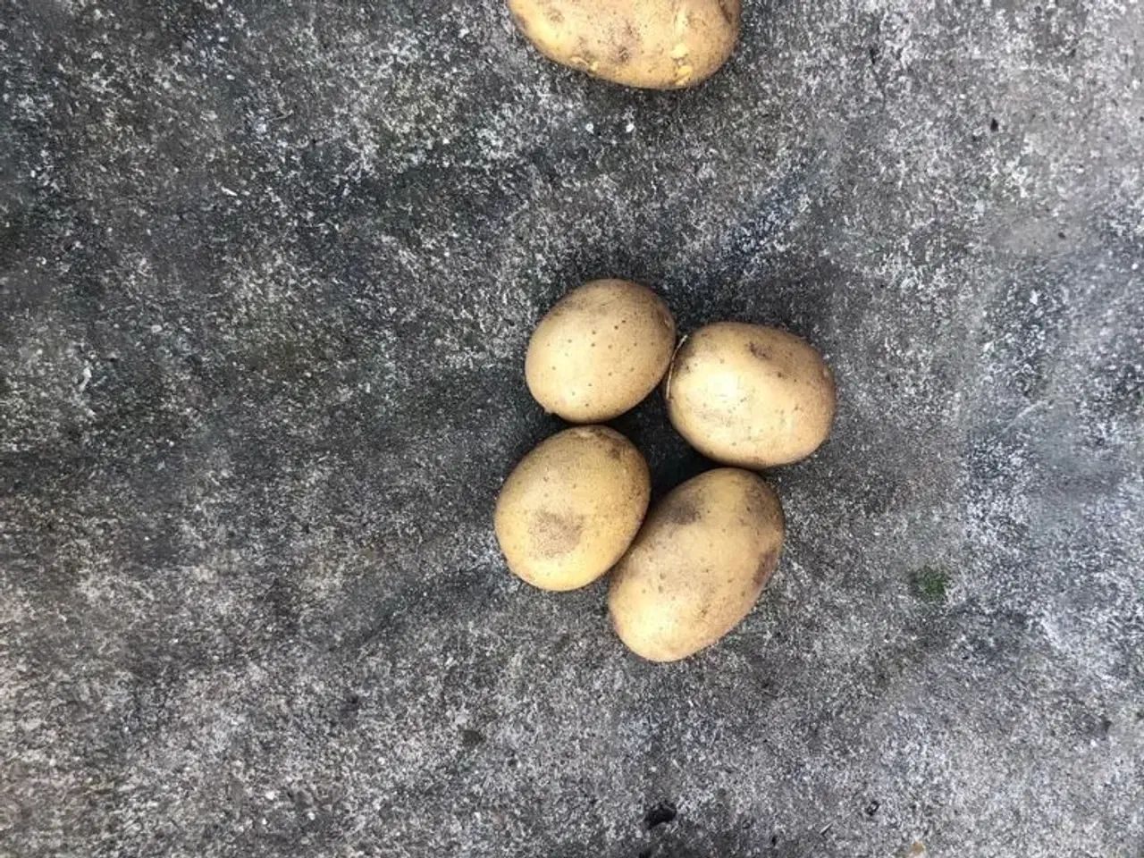 Billede 1 - Kartofler, flere sorter
