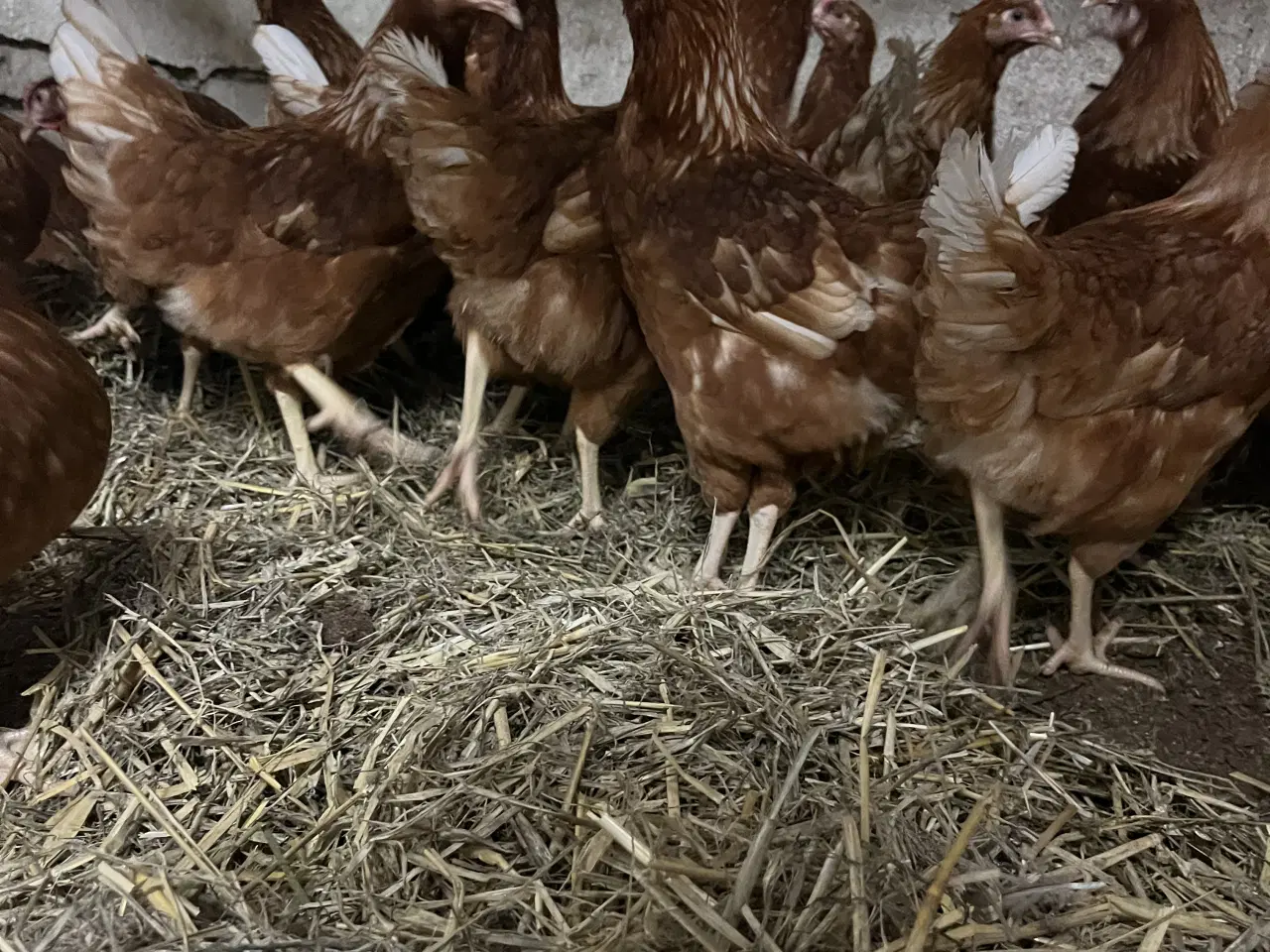 Billede 3 - Isa Brown /rød amerikaner 