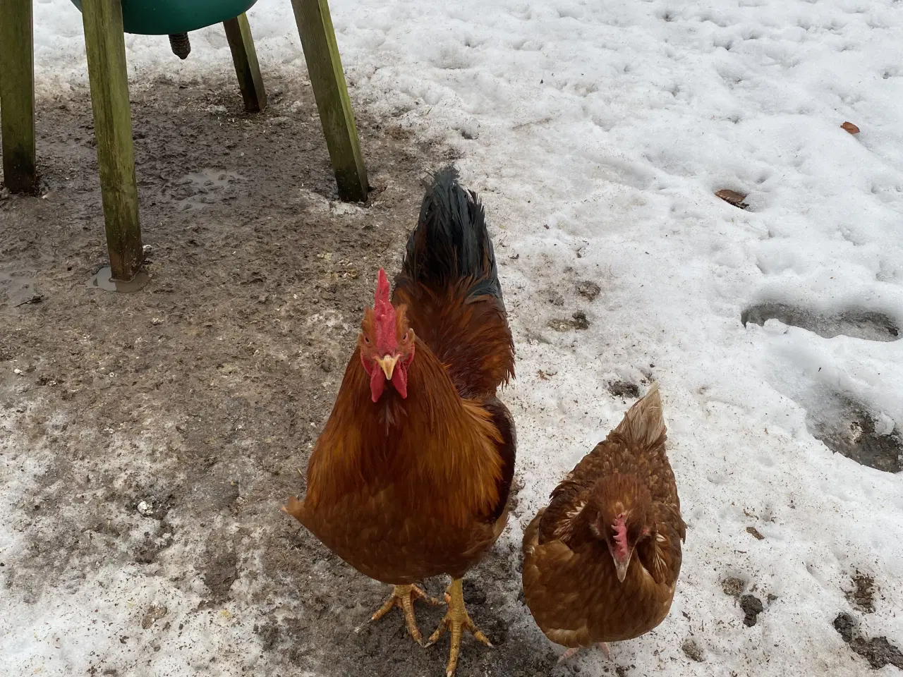 Billede 2 - New Hampshire Hane