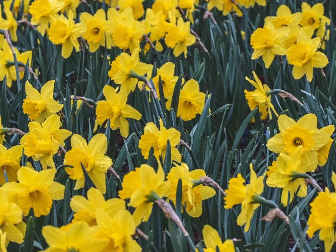 Billede 2 - UDSALG PÅSKELILJELØG 100 STK (50 Tidlig + 50 sen)