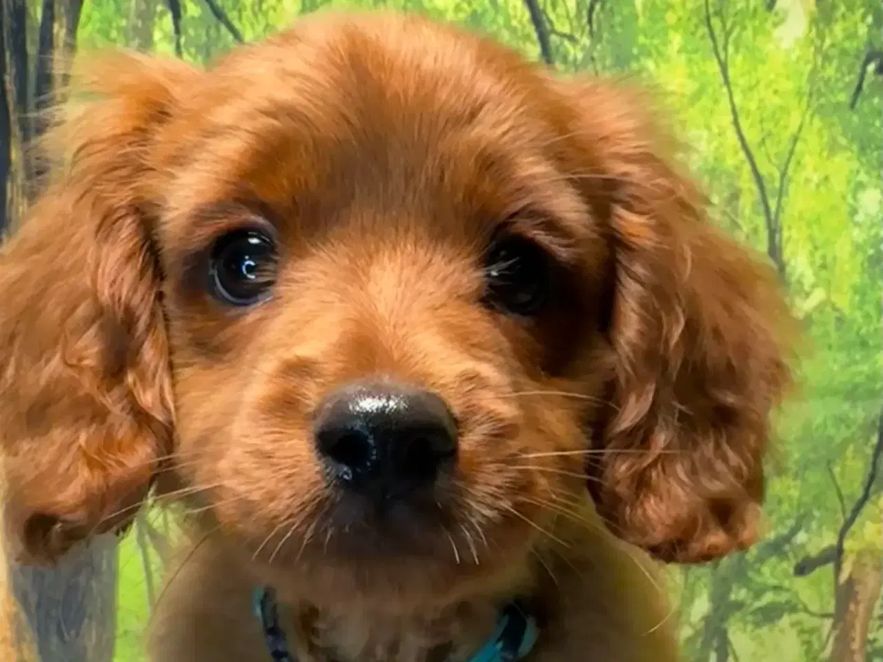 Billede 8 - Cavapoo Rejseklar kun 2 drenge tilbage