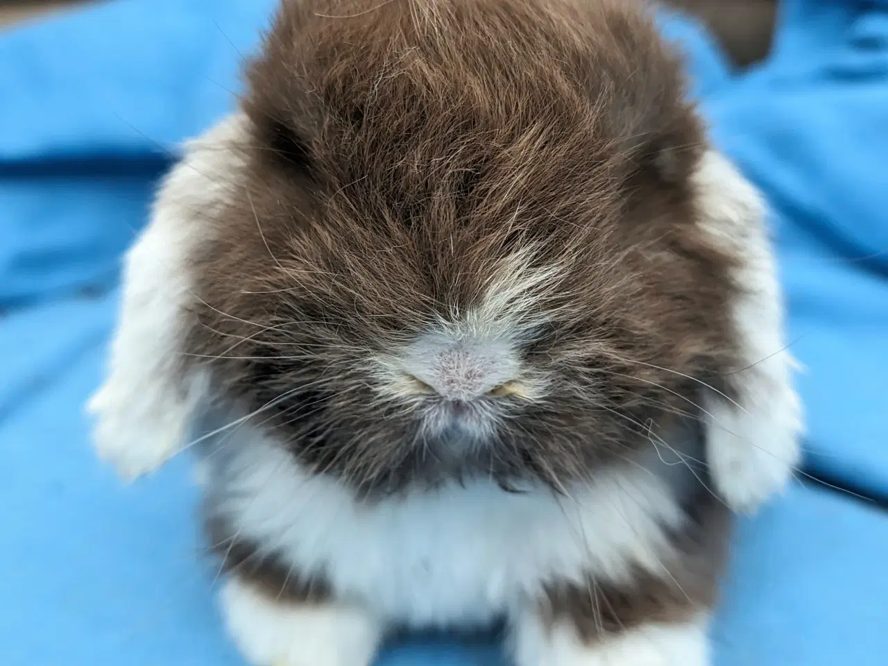 Billede 4 - Minilop kaninunge sælges 