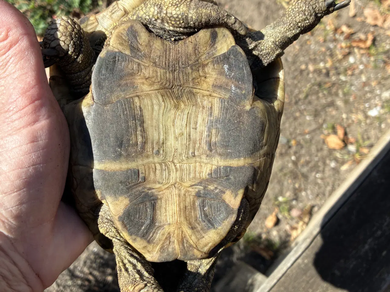 Billede 2 - Græske skildpadde Leo