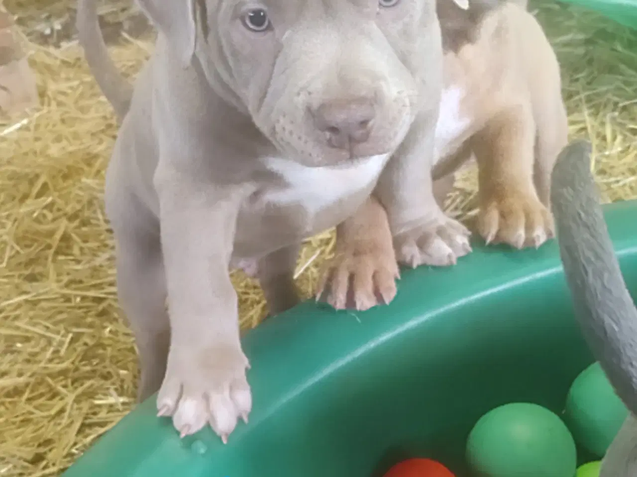 Billede 10 - 🐶 American Bully hvalpe – showkvalitet & familiev