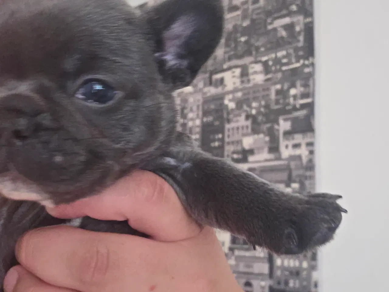 Billede 5 - Fransk Bulldog hvalpe 