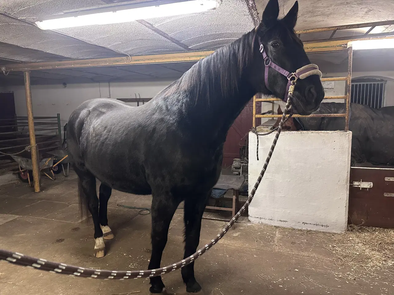 Billede 3 - Sød og smuk traver