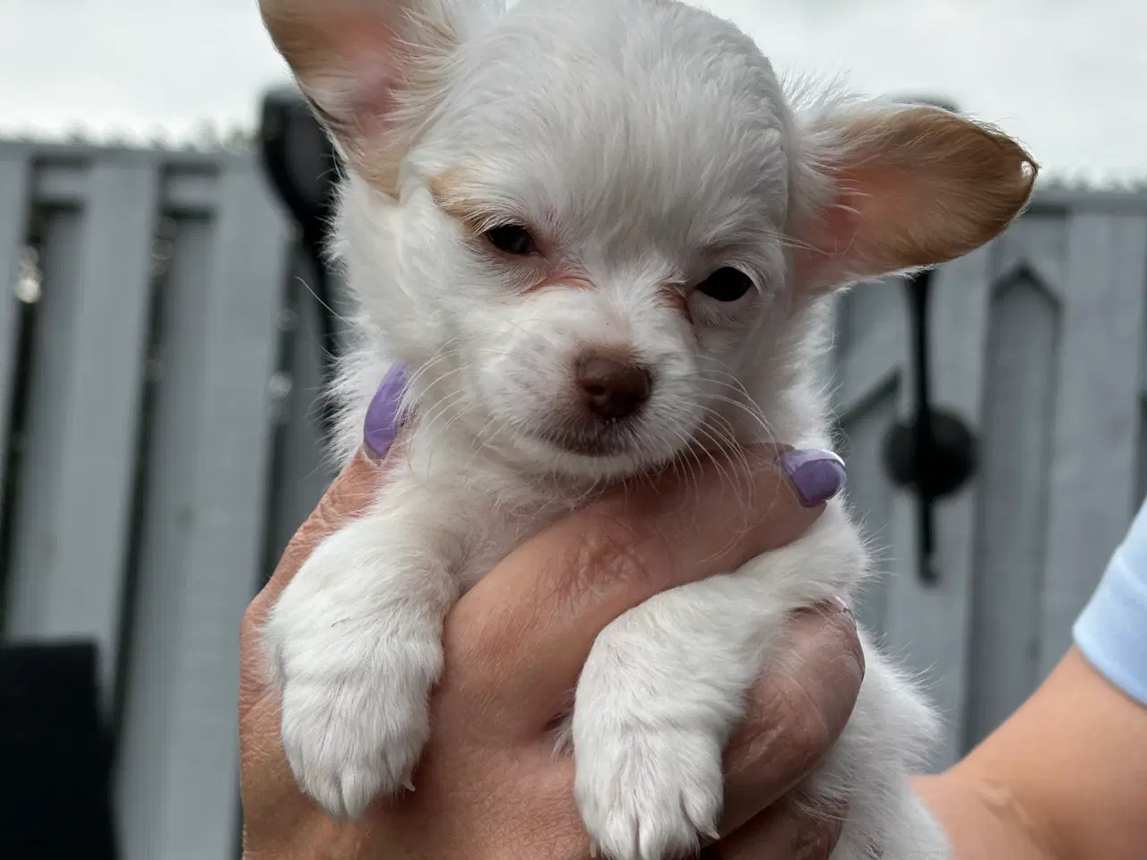 Billede 4 - Chihuahua