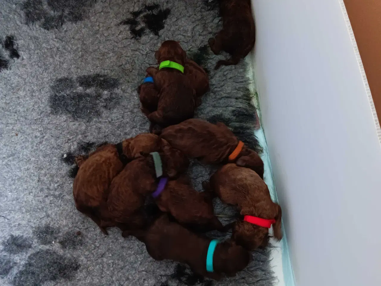 Billede 4 - Brune labradoodle F1B hvalpe