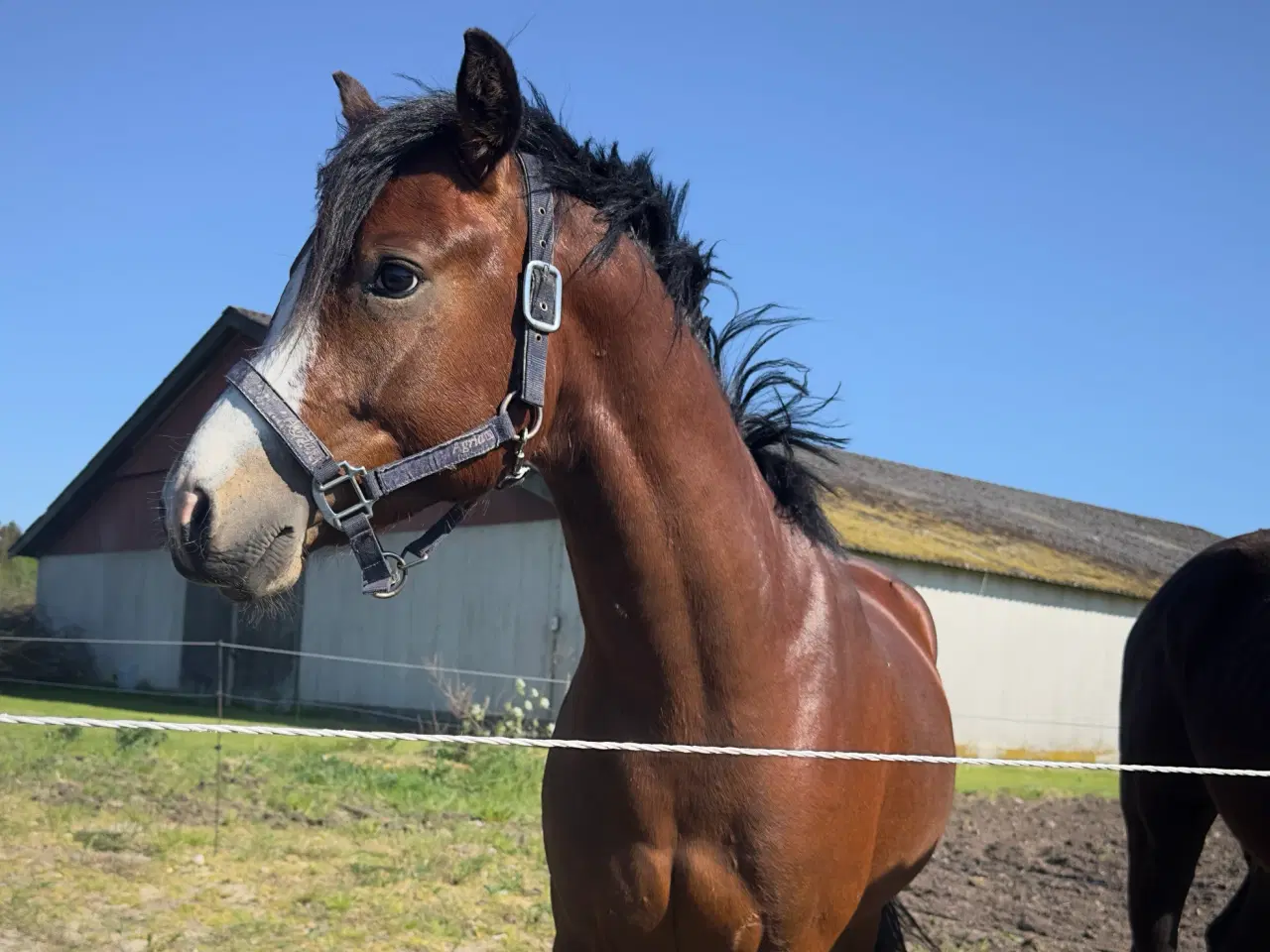 Billede 3 - Bedækning kat 1. WPBR hingst