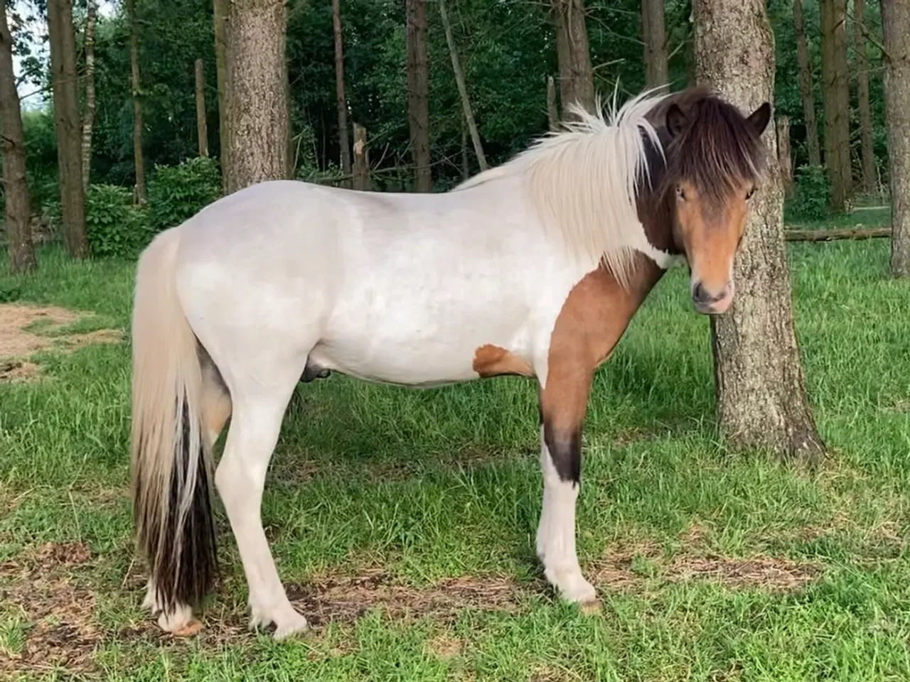 Billede 14 - 2 års islænder hingst