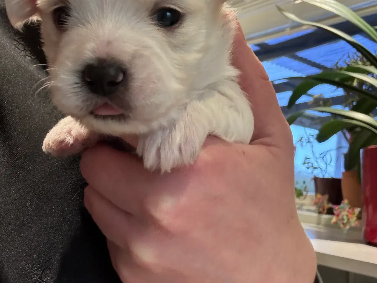 Billede 7 - Bichon Malteser hvalpe 💝🐩