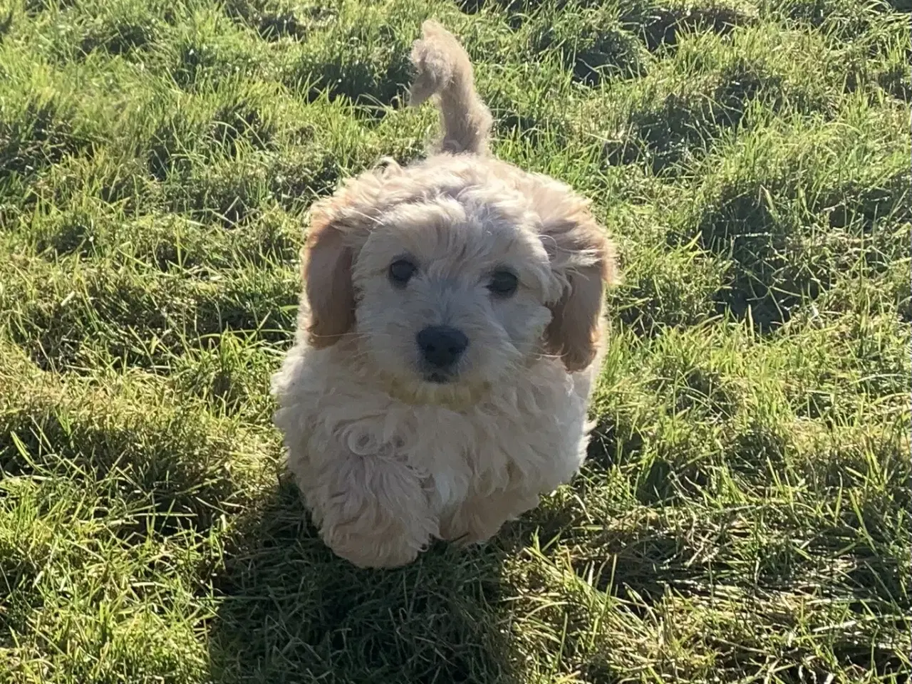 Billede 1 - Amerikansk Cockerpoo F1b pige 