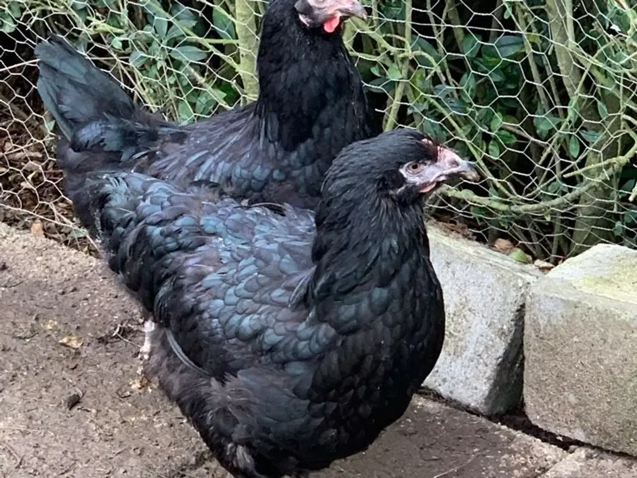 Billede 4 - 7 stk  sort skovhøns til salg