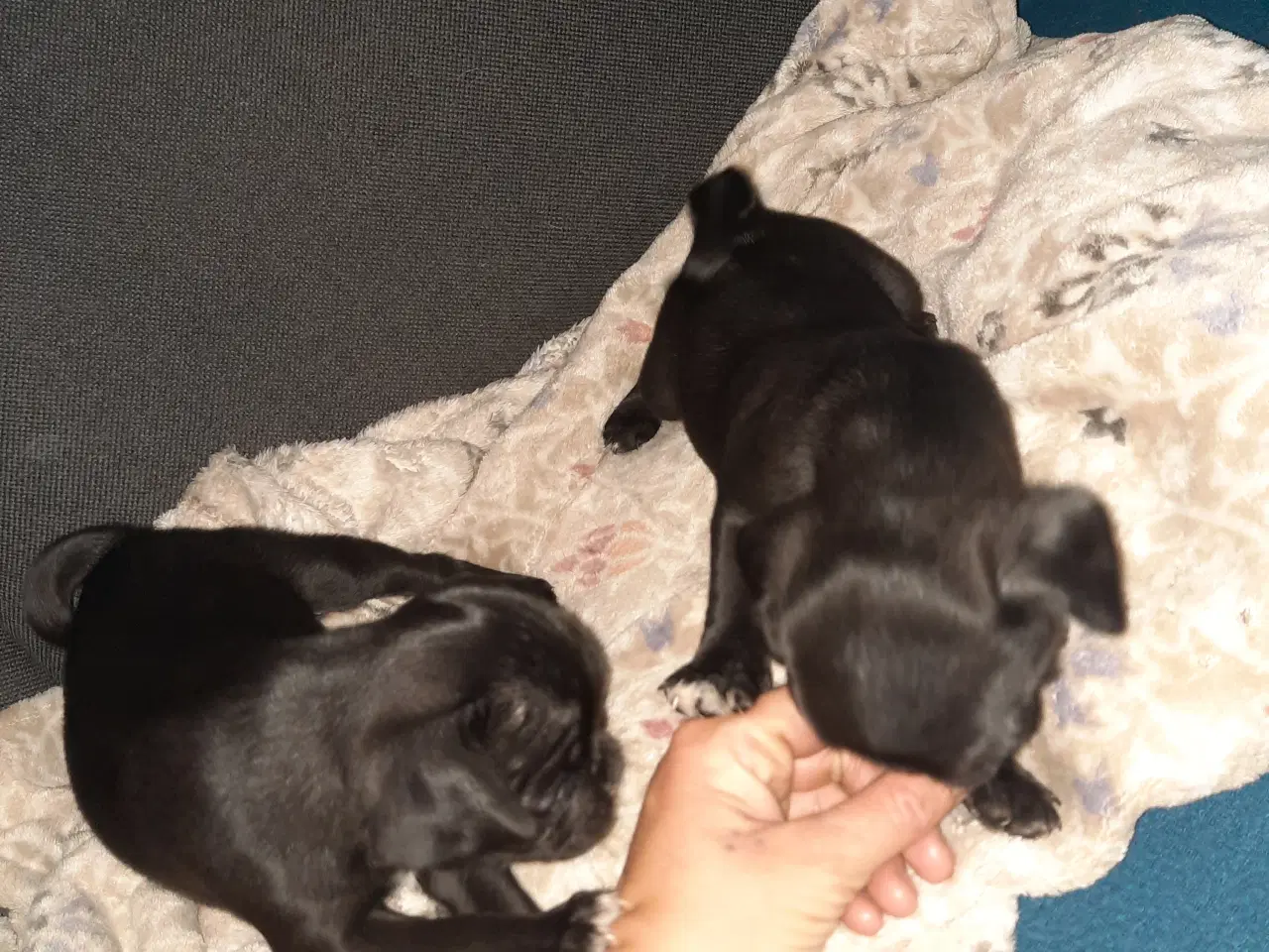 Billede 3 - Mops hvalpe 