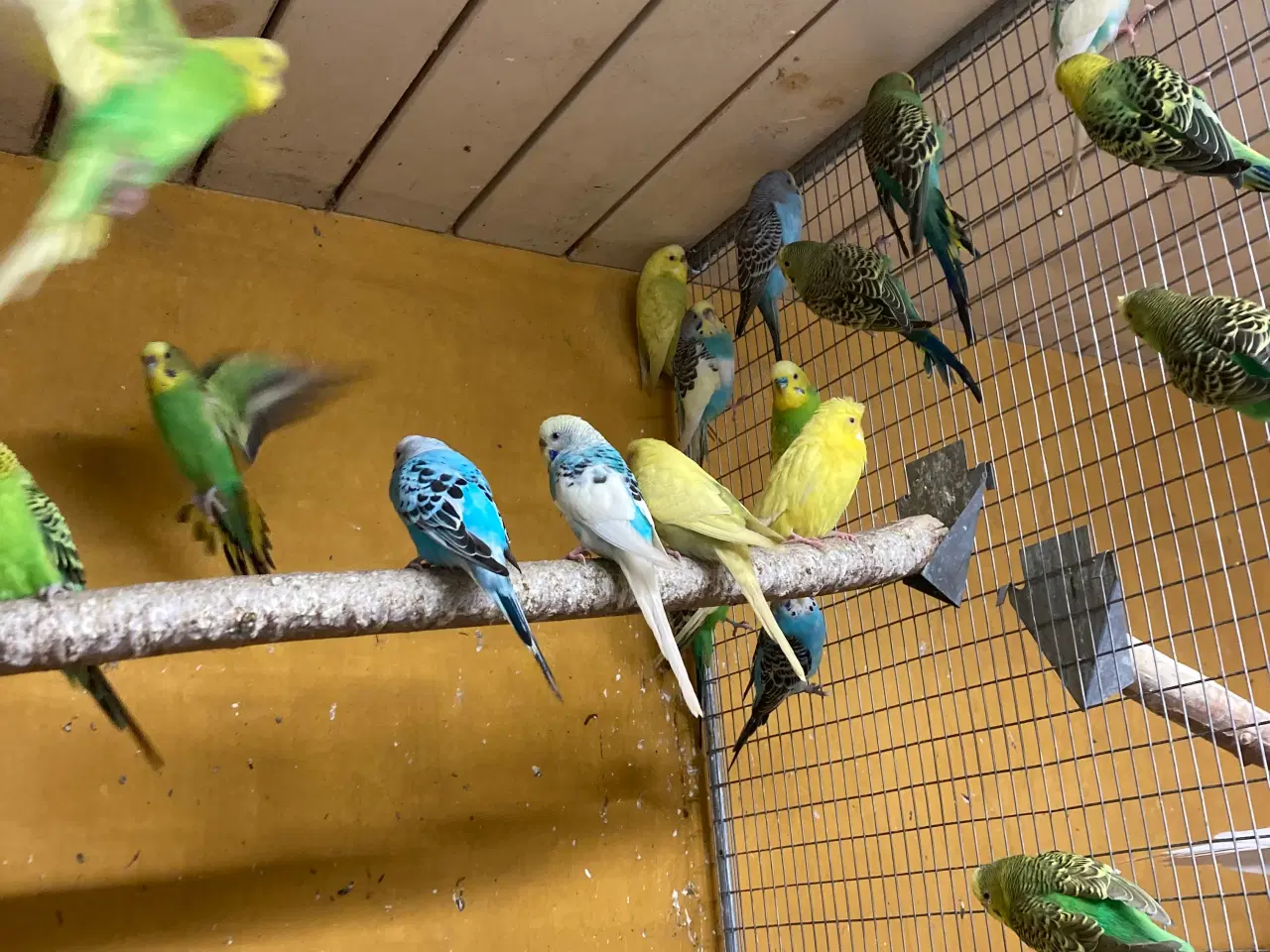 Billede 6 - Flotte fugle ring ☎️ 21632741