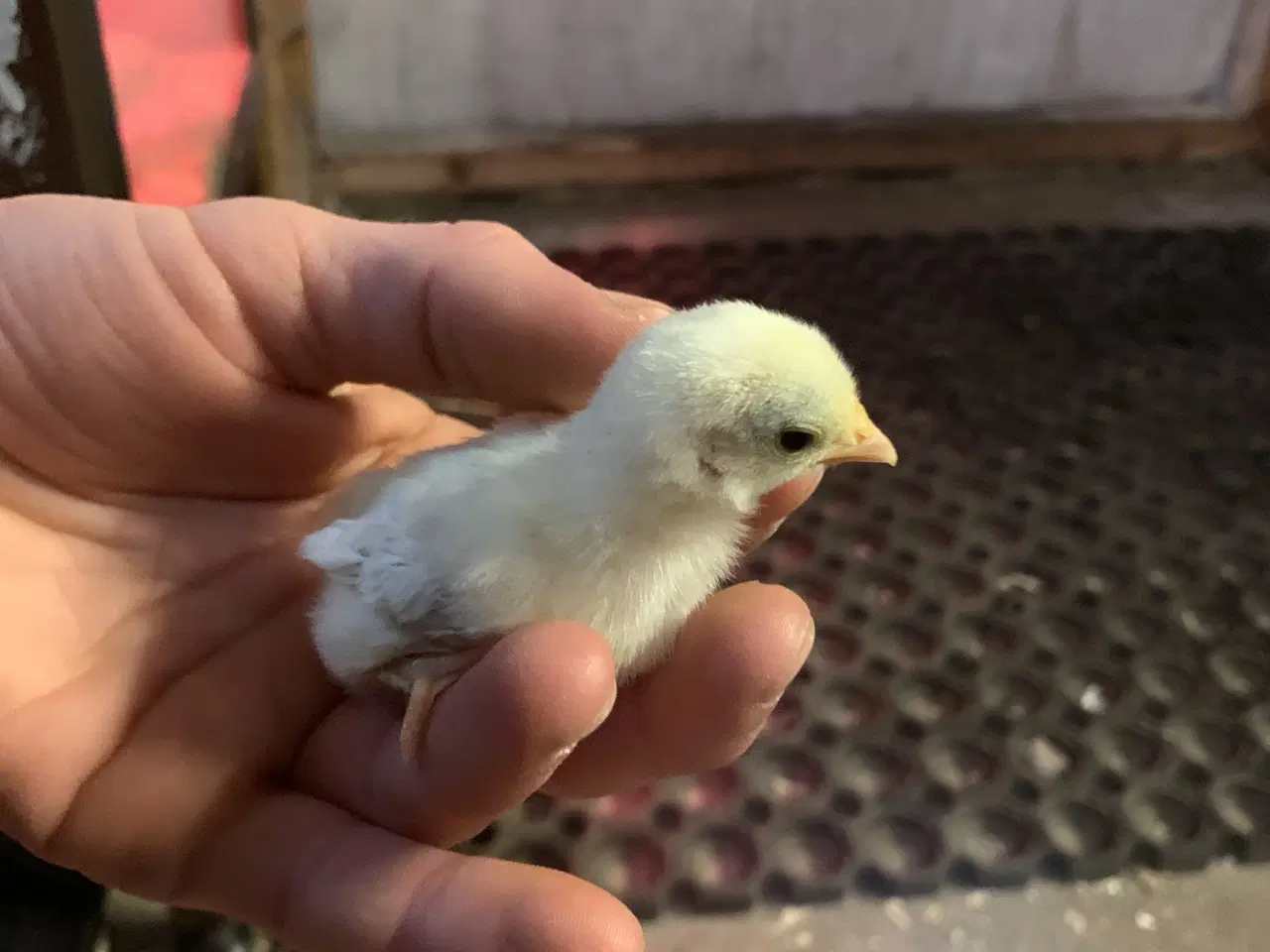 Billede 7 - Chabo kyllinger